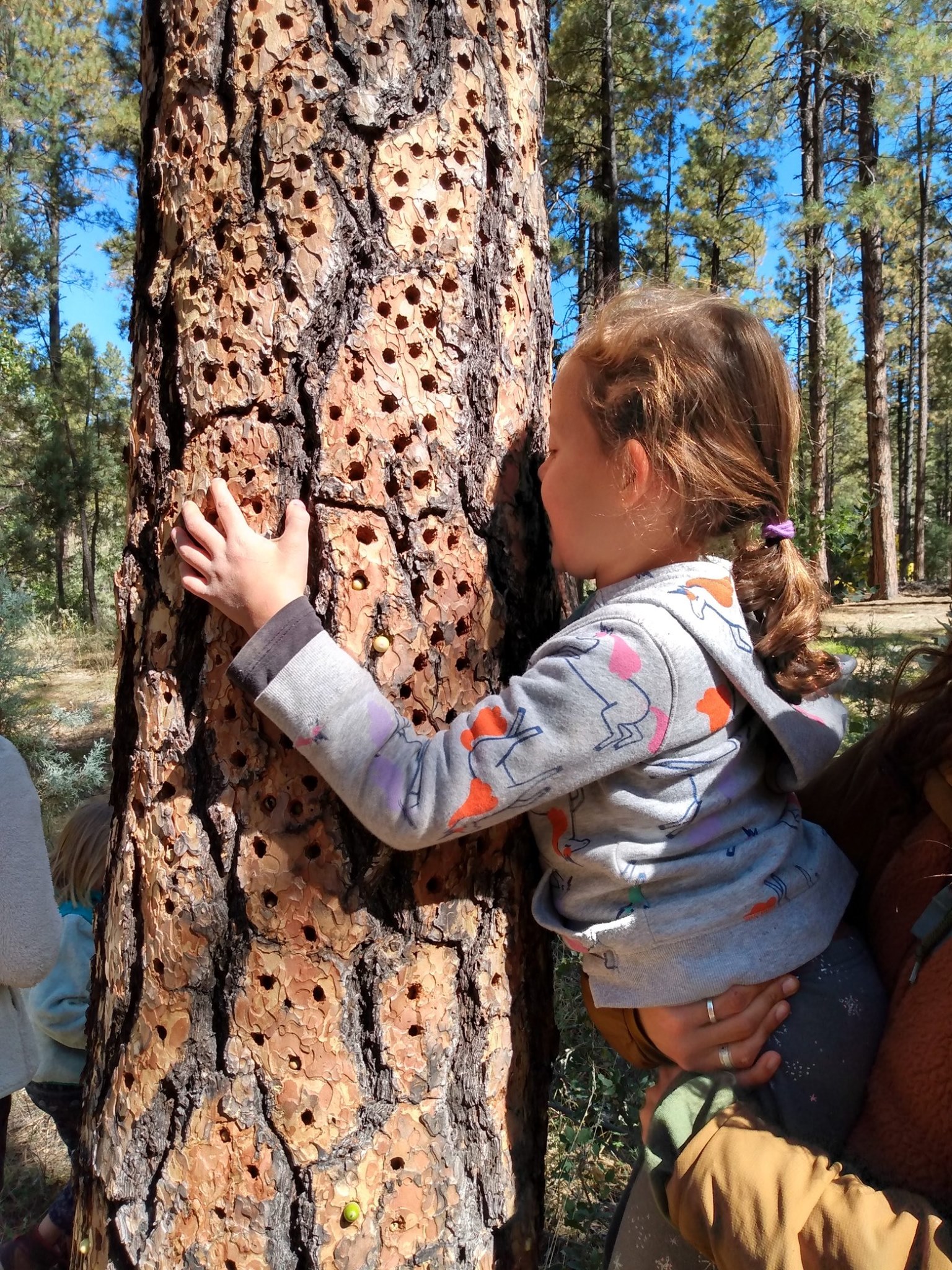 girl hugging woodpecker tree